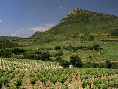 Här ligger världens största vindistrikt!. Även vi odlar vin och oliver i området..Frankrikes vackraste natur?